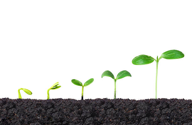 Calendrier de Plantation : Quand Planter les Plantes d'Extérieur ?