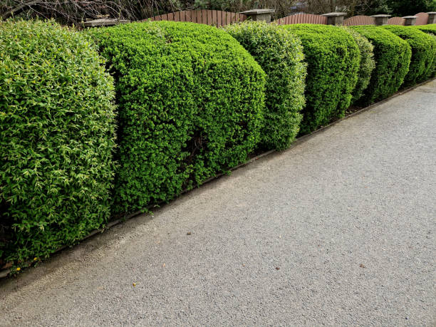 Choisir le Troène du Japon ou de Californie pour Votre Jardin