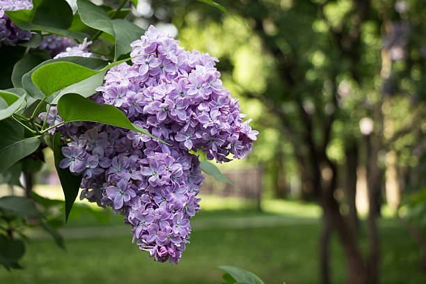 Guide pour choisir la variété de lilas pour votre jardin
